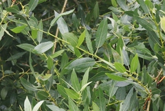 Salix lutea