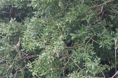 Salix lutea