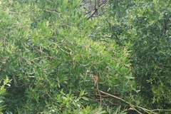 Salix lutea