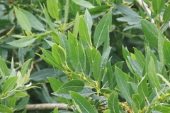 Salix lutea