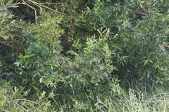 Salix lutea