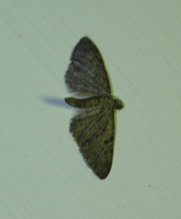 Eupithecia virgaureata