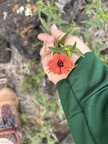 Zinnia peruviana observed 2025-04-20