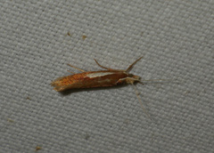 Ypsolopha parenthesella