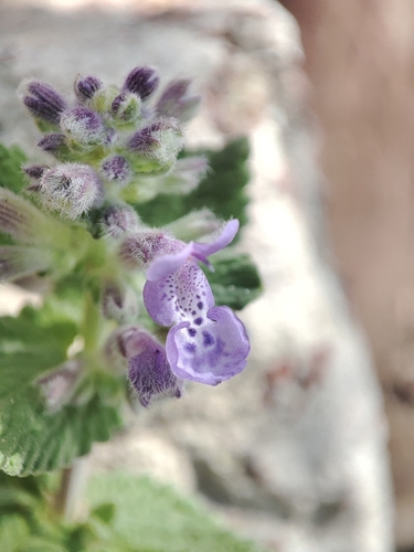 Nepeta racemosa