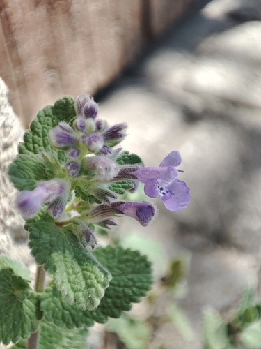 Image of Nepeta racemosa by (c) Igor Balashov, some rights reserved (CC BY)