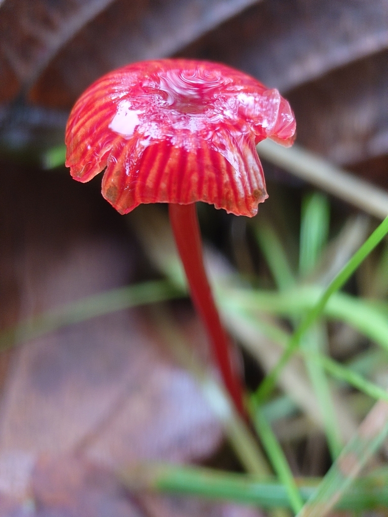 Cruentomycena viscidocruenta · April 2025 · photo: © bythepark (iNaturalist, cc-by-nc)