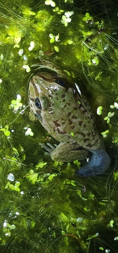 Snapping Frog, Cyclorana novaehollandiae