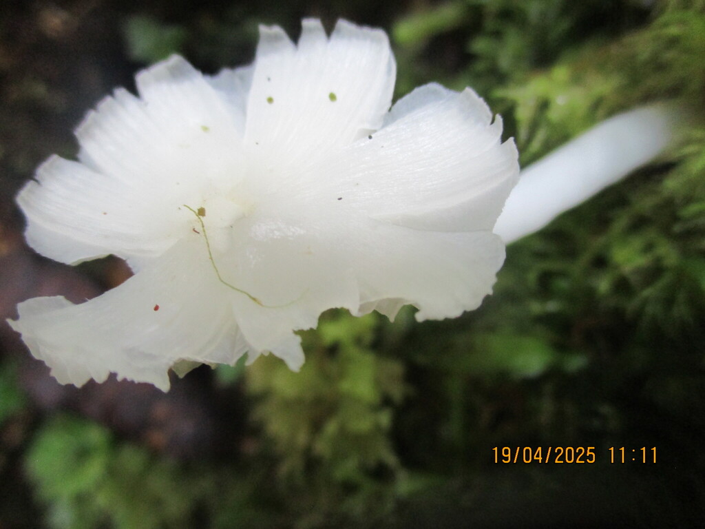 Humidicutis mavis · April 2025 · photo: © edmonds5 (iNaturalist, cc-by)