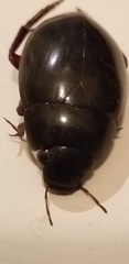 Hydrophilus ovatus