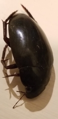 Hydrophilus ovatus