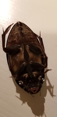Hydrophilus ovatus