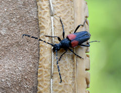 Stictoleptura canadensis