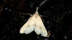 Trigonistis asthenopa