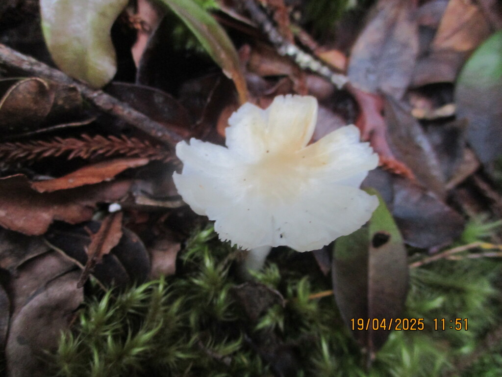 Humidicutis mavis · April 2025 · photo: © edmonds5 (iNaturalist, cc-by)
