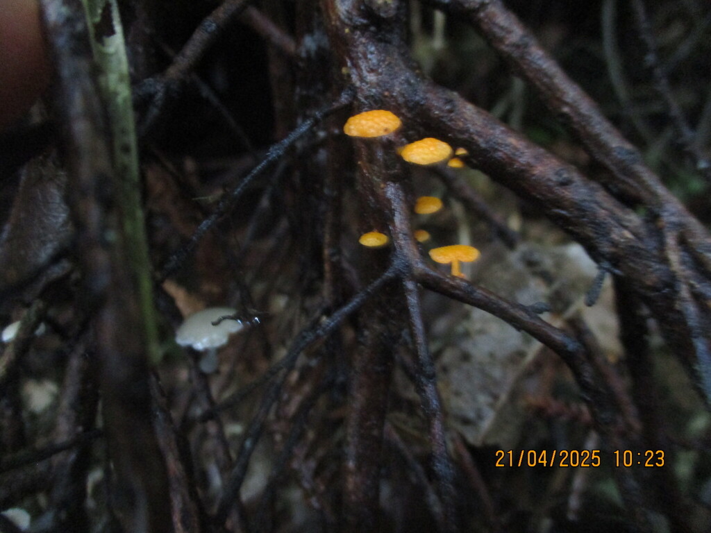 Favolaschia claudopus · April 2025 · photo: © edmonds5 (iNaturalist, cc-by)