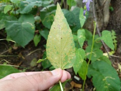 Coleosporium