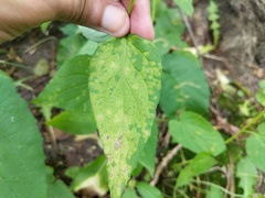 Coleosporium