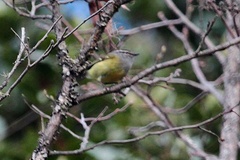 Phylloscopus maculipennis