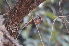 Fulvetta vinipectus
