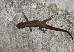 Brilliant South American Gecko photo 5