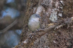 Pteruthius xanthochlorus