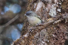 Pteruthius xanthochlorus