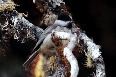 Poecile hypermelaenus