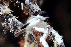 Poecile hypermelaenus