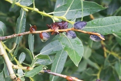 Salix lutea