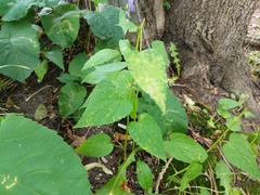 Coleosporium