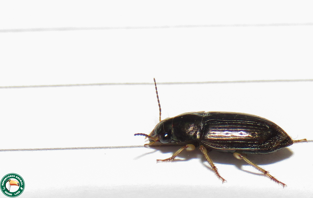 Selenophorus aequinoctialis