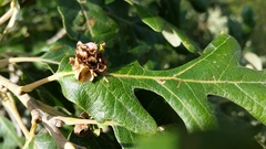 Andricus foliaformis