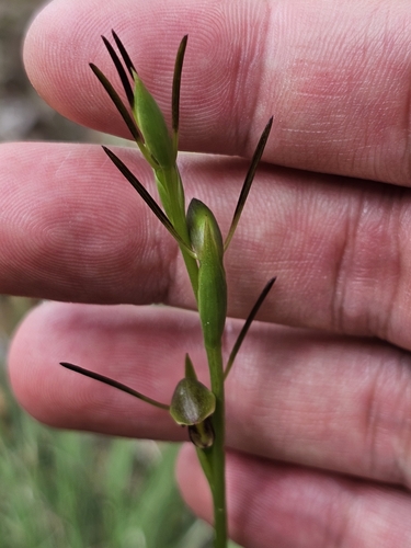 Image of Orthoceras strictum by (c) Tim, some rights reserved (CC BY)