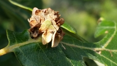 Andricus foliaformis