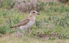 Charadrius montanus