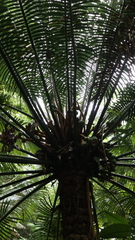 Cycas