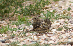 Calcarius ornatus