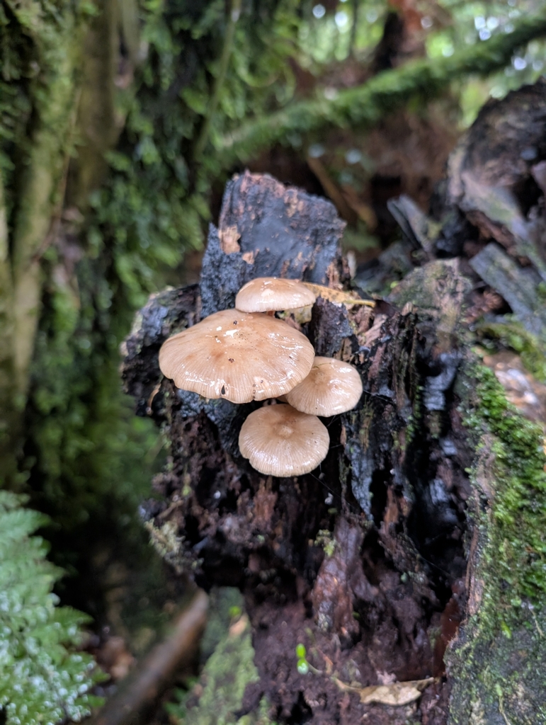 Armillaria novae-zelandiae · April 2025 · photo: © elliot45 (iNaturalist, cc-by)