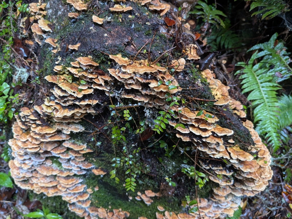Trametes versicolor · April 2025 · photo: © elliot45 (iNaturalist, cc-by)