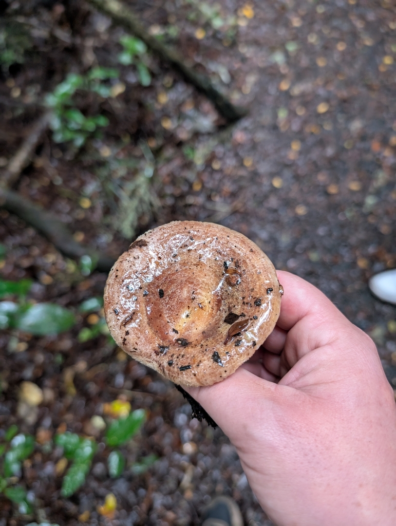 Lactarius tawai