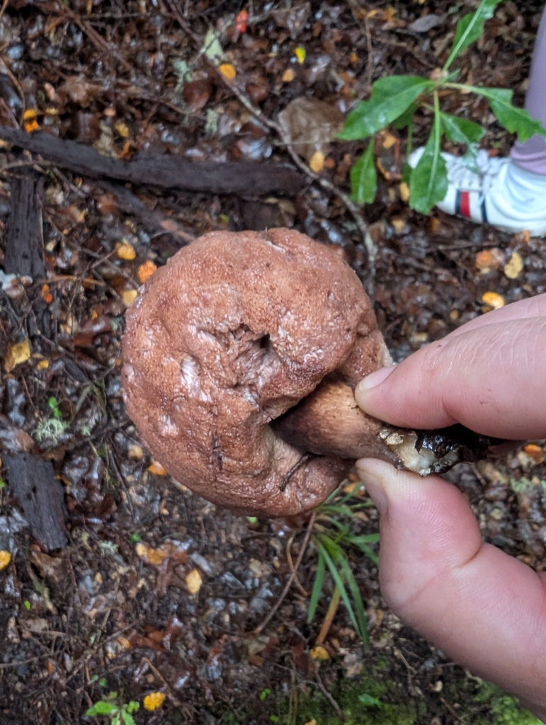 Tylopilus formosus · April 2025 · photo: © elliot45 (iNaturalist, cc-by)