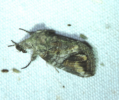 Heterocampa obliqua