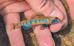 Blueside Darter photo 1