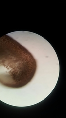 Cumagloia andersonii