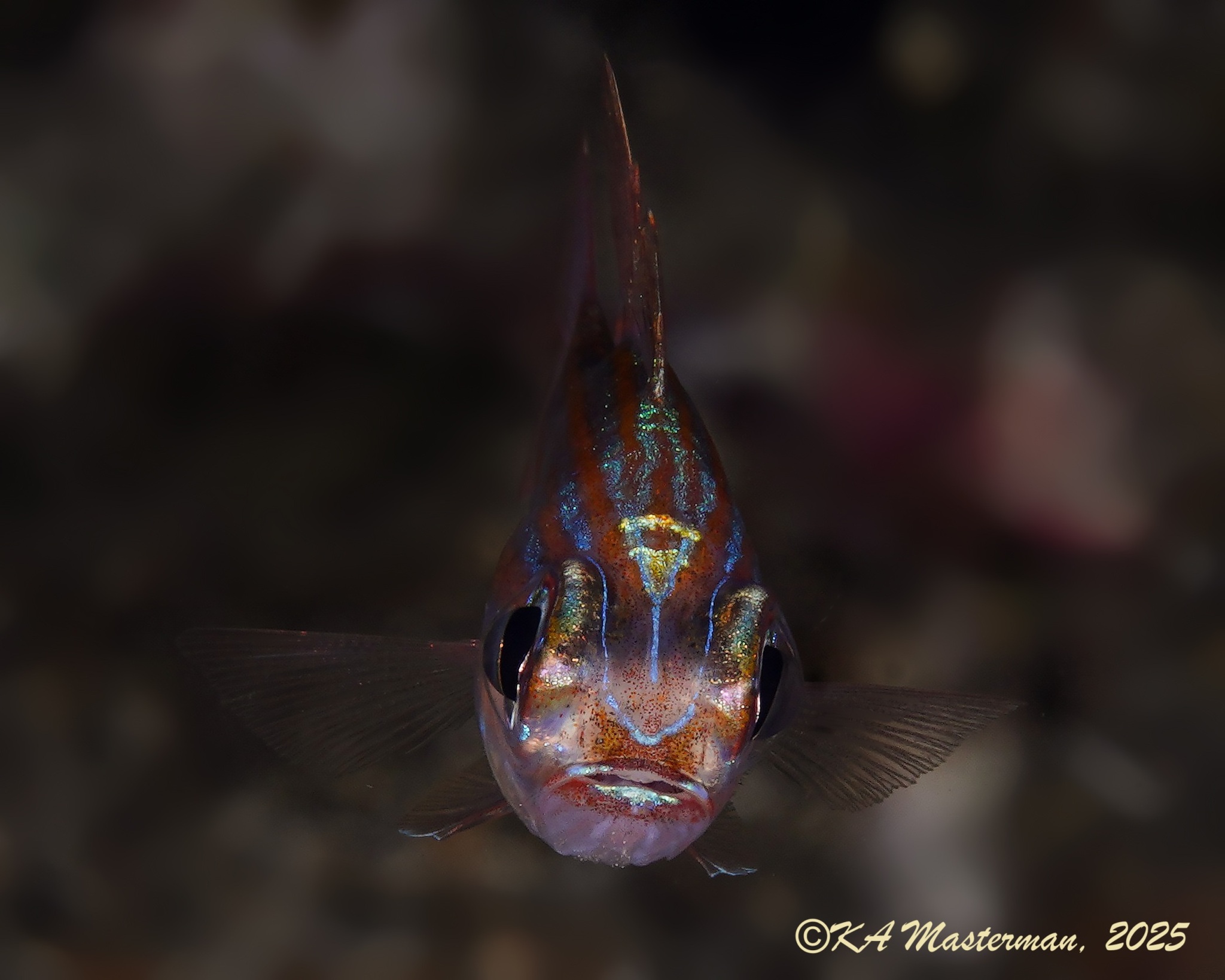 Orangespot Cardinalfish photo 2