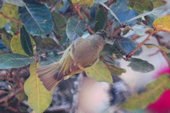 Sylviparus modestus