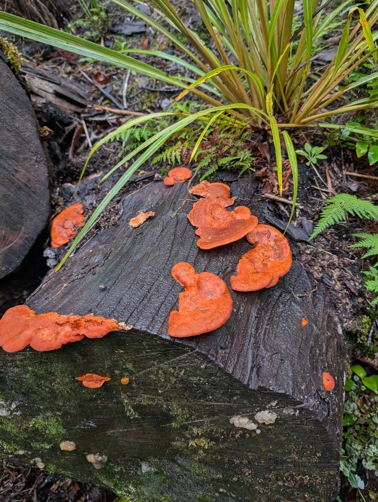 Trametes coccinea · April 2025 · photo: © elliot45 (iNaturalist, cc-by)
