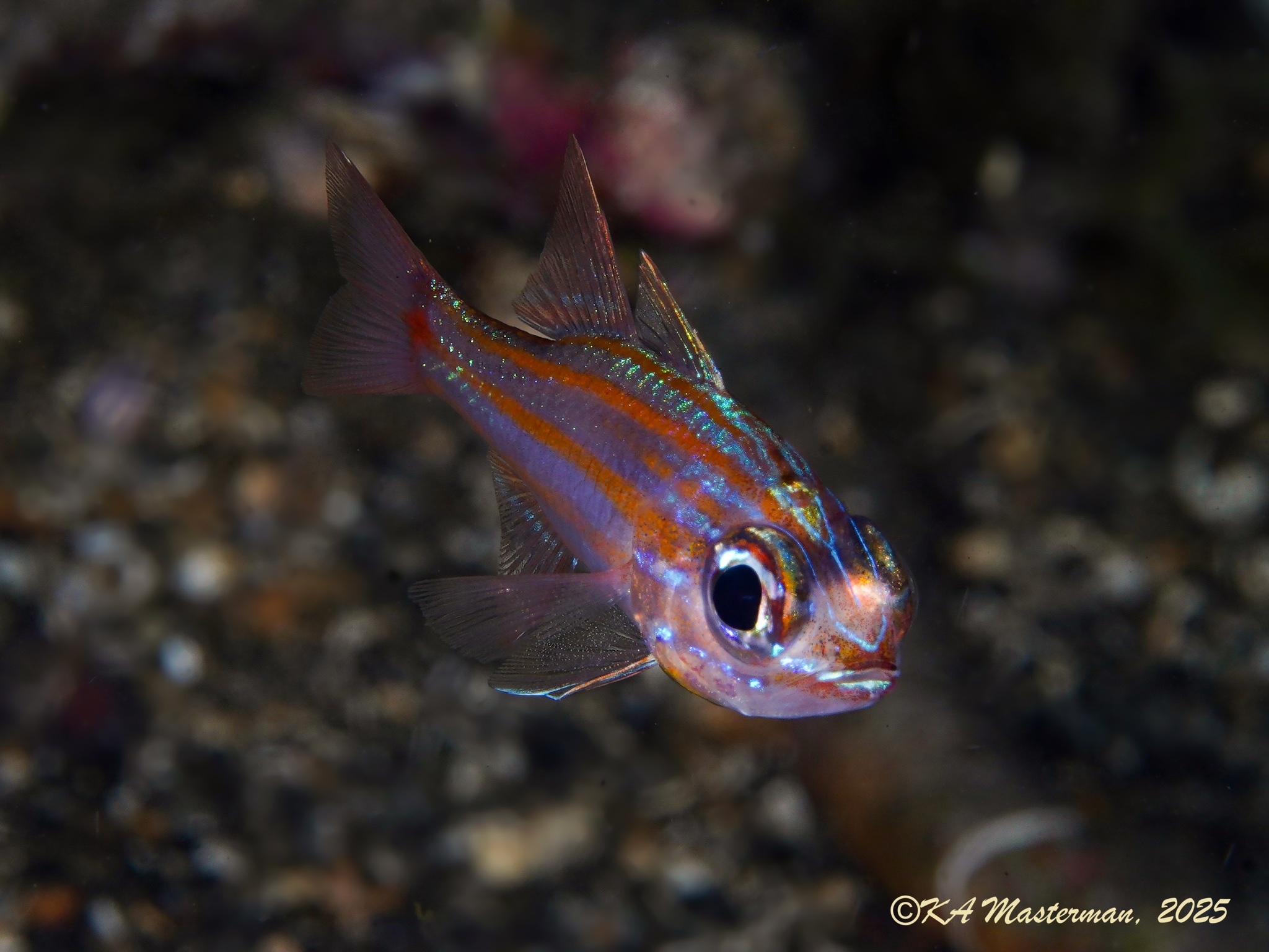 Orangespot Cardinalfish