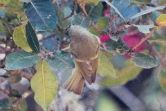 Sylviparus modestus